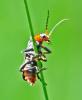 Cantharis fusca